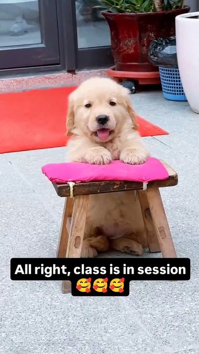 All right, class is in session!🥰🥰🥰#dog #dogs #goldenretriever #dogslover #dogsofmathias777 #dogstagram #goldenretrieverpuppy #funnydogs #ilovemydog #funnypets