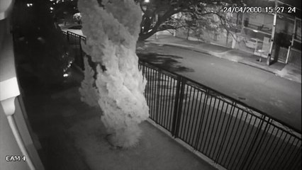 Árvore não aguenta o frio na Região do Lago e deita no meio da rua; Veja o vídeo