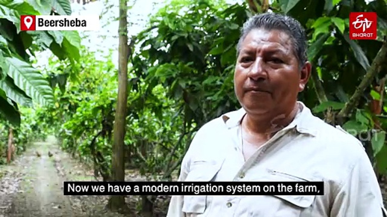 Better Than Gold: How Ecuador Cashed In On Surging Cocoa Prices