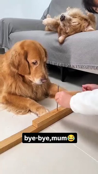 Thank u mum,bye-bye😂#dog #dogs #dogslover #dogstagram #dogsofmathias777 #dogsworld #goldenretriever #goldenretrieverlovers #goldenretrieverpuppys #goldenretrieverpuppy #funnydogs #funnypetstagram