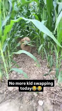 No more kid swapping today😂😂#dog #dogs #goldenretriever #dogslover #dogsofmathias777 #dogstagram #goldenretrieverpuppy #funnydogs #funnypets #ilovemydog