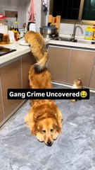 Gang Crime Uncovered😂#dog #dogs #goldenretriever #dogslover #dogsofmathias777 #dogstagram #goldenretrieverpuppy #funnydogs #funnygolden #ilovemydog