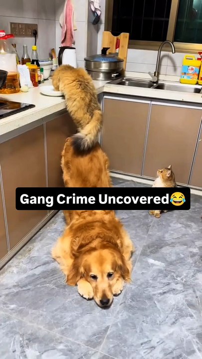 Gang Crime Uncovered😂#dog #dogs #goldenretriever #dogslover #dogsofmathias777 #dogstagram #goldenretrieverpuppy #funnydogs #funnygolden #ilovemydog