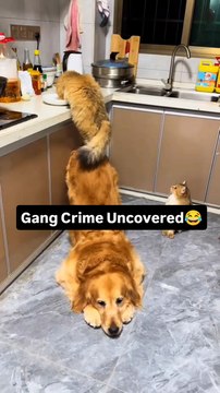 Gang Crime Uncovered😂#dog #dogs #goldenretriever #dogslover #dogsofmathias777 #dogstagram #goldenretrieverpuppy #funnydogs #funnygolden #ilovemydog