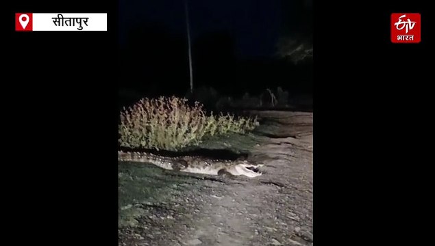 सीतापुर में सड़क पर आराम फरमाते मगरमच्छ को देख लोगों के उड़े होश, भदफर गांव के तालाब में मगर ने डाल रखा है डेरा
