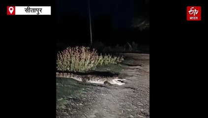सीतापुर में सड़क पर आराम फरमाते मगरमच्छ को देख लोगों के उड़े होश, भदफर गांव के तालाब में मगर ने डाल रखा है डेरा