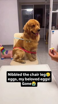 Nibbled the chair leg... eggs, my beloved eggs! Gone!#dog #dogs #goldenretriever #dogslover #dogsofmathias777 #dogstagram #goldenretrieverpuppy #funnydogs #funnypets #ilovemydog
