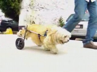 chaise roulante pour mon super chien qui a la dysplasie