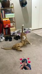 Cats Boxing Compilation 🥊
