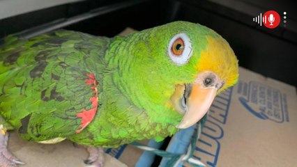 ¿Tiene un loro en casa? Esta es la multa que podría recibir en Colombia