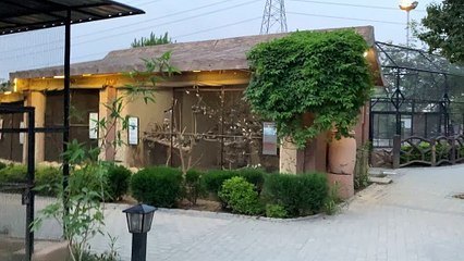 Bunch of Diamond Dove