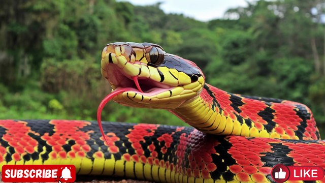 Most Dangerous Snake Attacks in the Amazon Jungle | Real Fights with Men & Beautiful Women – WILD WONDERS