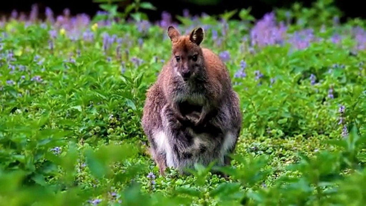 Leap Into the Wild: Discover the World of Kangaroos
