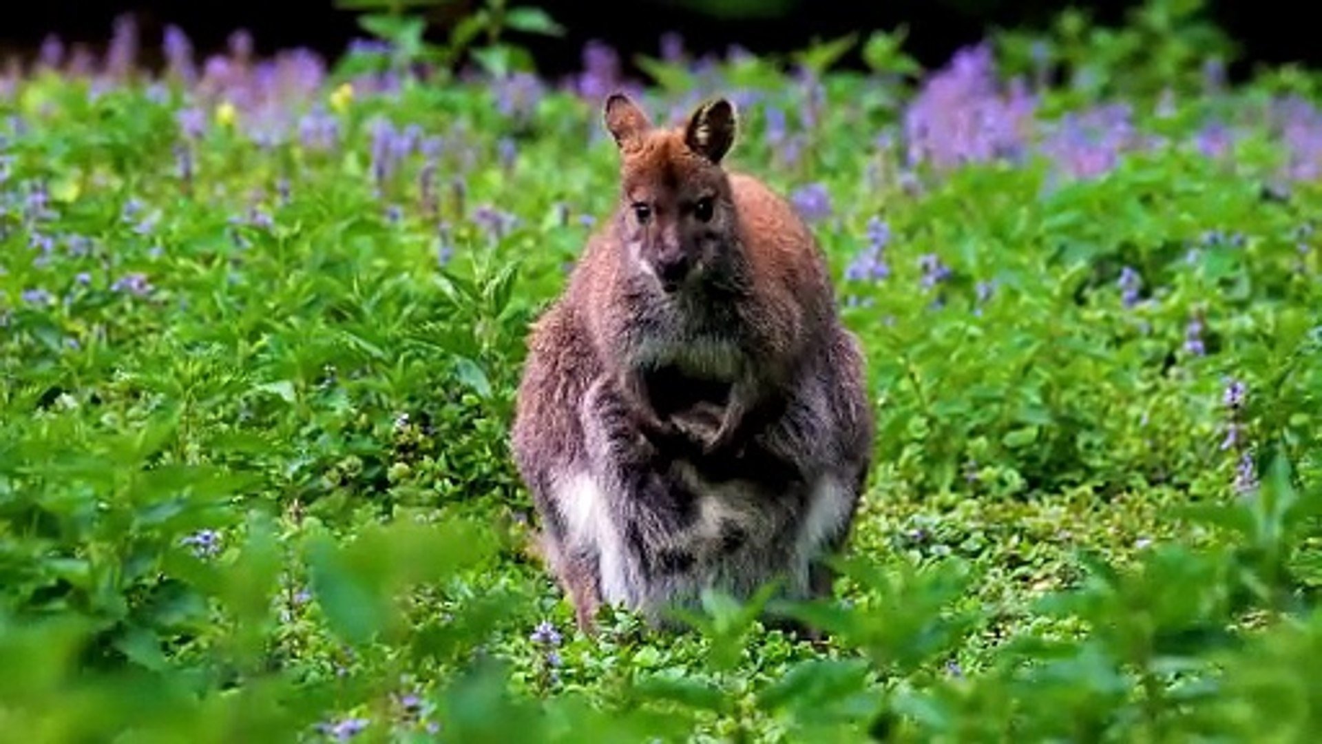 ⁣Leap Into the Wild: Discover the World of Kangaroos
