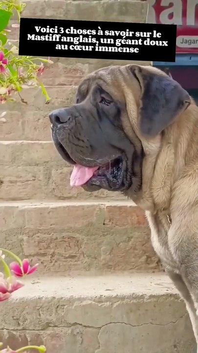Voici 3 choses à savoir sur le Mastiff anglais, un géant doux au cœur immense