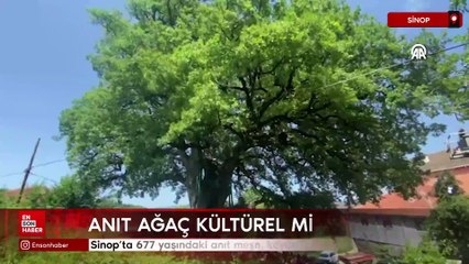 Sinop’ta 677 yaşındaki anıt meşe, köyün buluşma noktası oldu