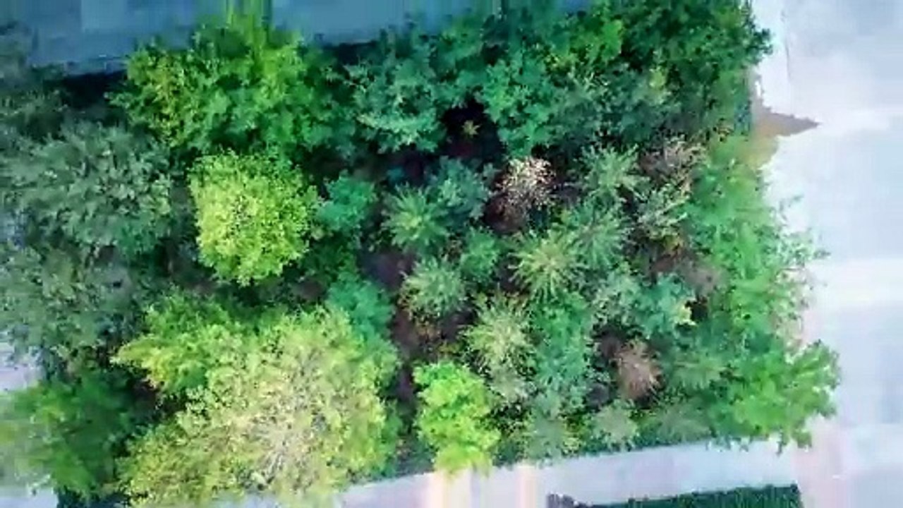 Découvrez la forêt urbaine de l'Hôtel de Ville | Paris Nature 🌱 | Ville de Paris