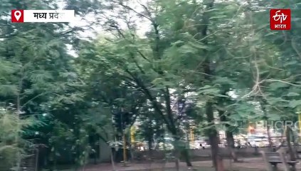 हजारों तोतों की जान की दुश्मन बनी इंदौर मेट्रो, कौन बचाएगा इनका जीवन