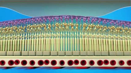 Vitreomacular Traction & Macular Holes