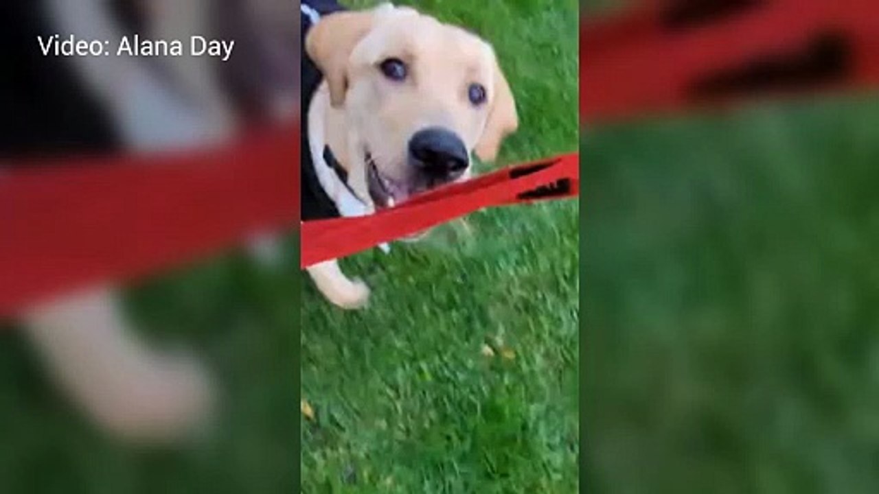 Labrador Alfie was diagnosed with a condition which means he can't be an assistance dog
