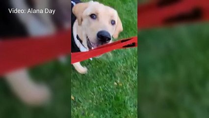 Labrador Alfie was diagnosed with a condition which means he can't be an assistance dog