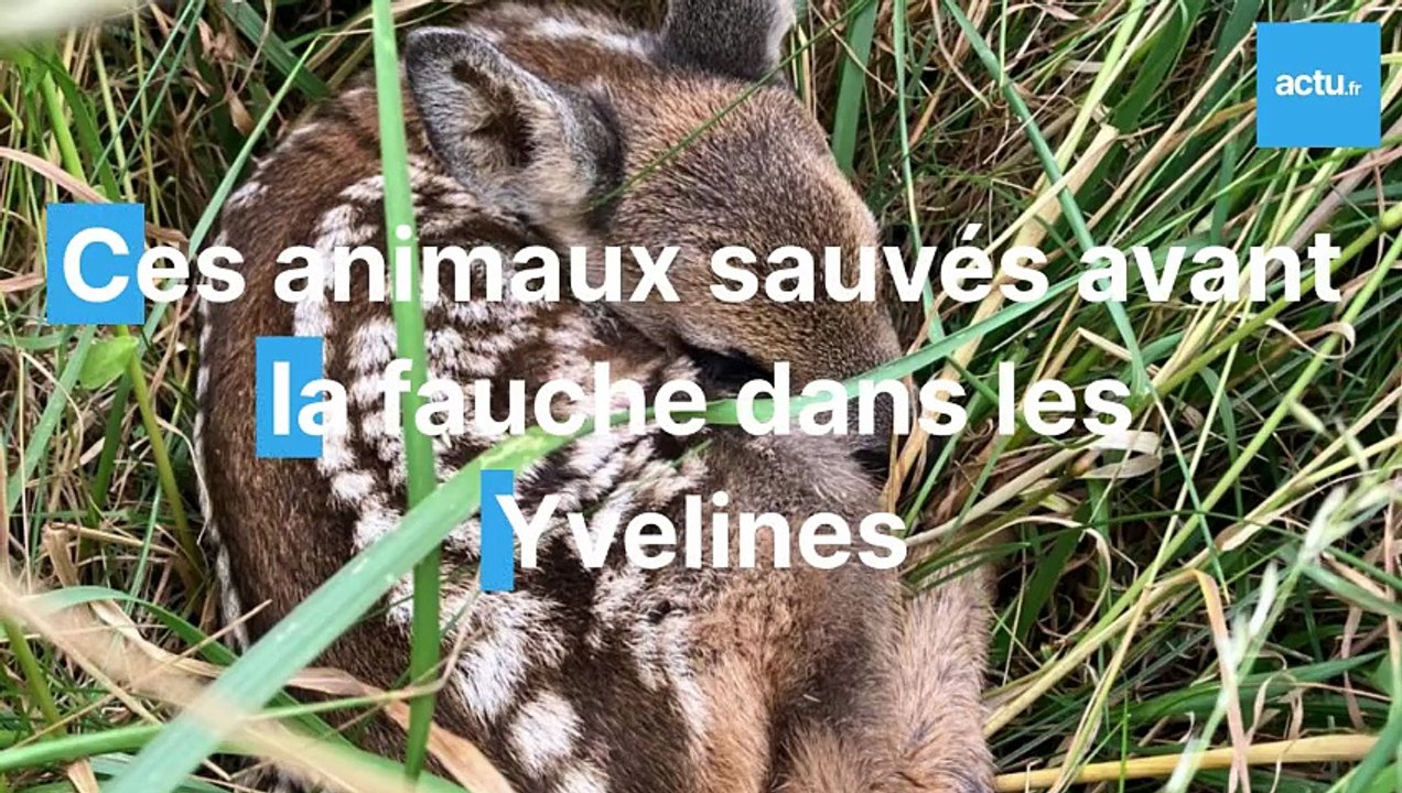 Les animaux sauvés dans les champs avant la fauche dans les Yvelines
