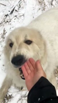 3 choses à savoir sur le Chien de Montagne des Pyrénées