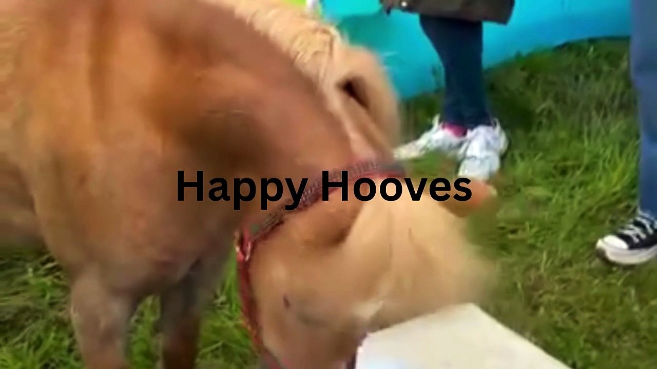 Derry's 'Happy Hooves' charity plans to release book to aid children's mental health