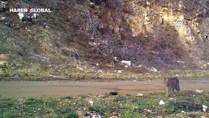 Yaban kedisi fotokapana takıldı