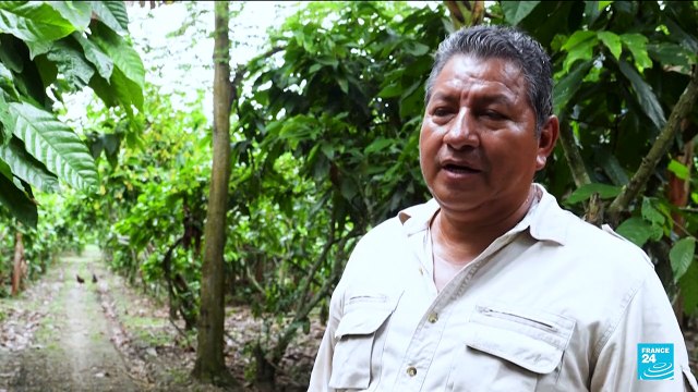 Ecuador farmers cash in on surging cocoa prices