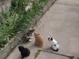 Les chatons lors de leurs sortie dehors
