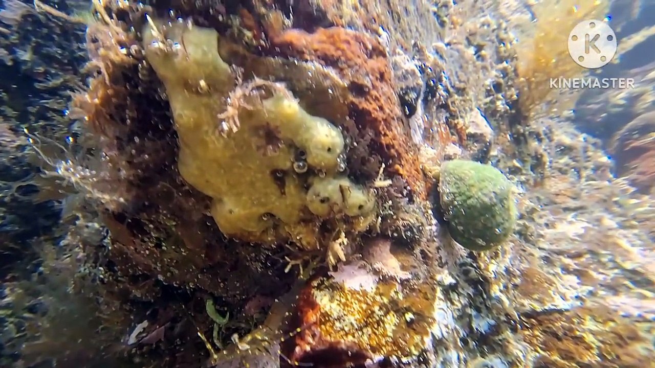 Kleines Leben unter Wasser