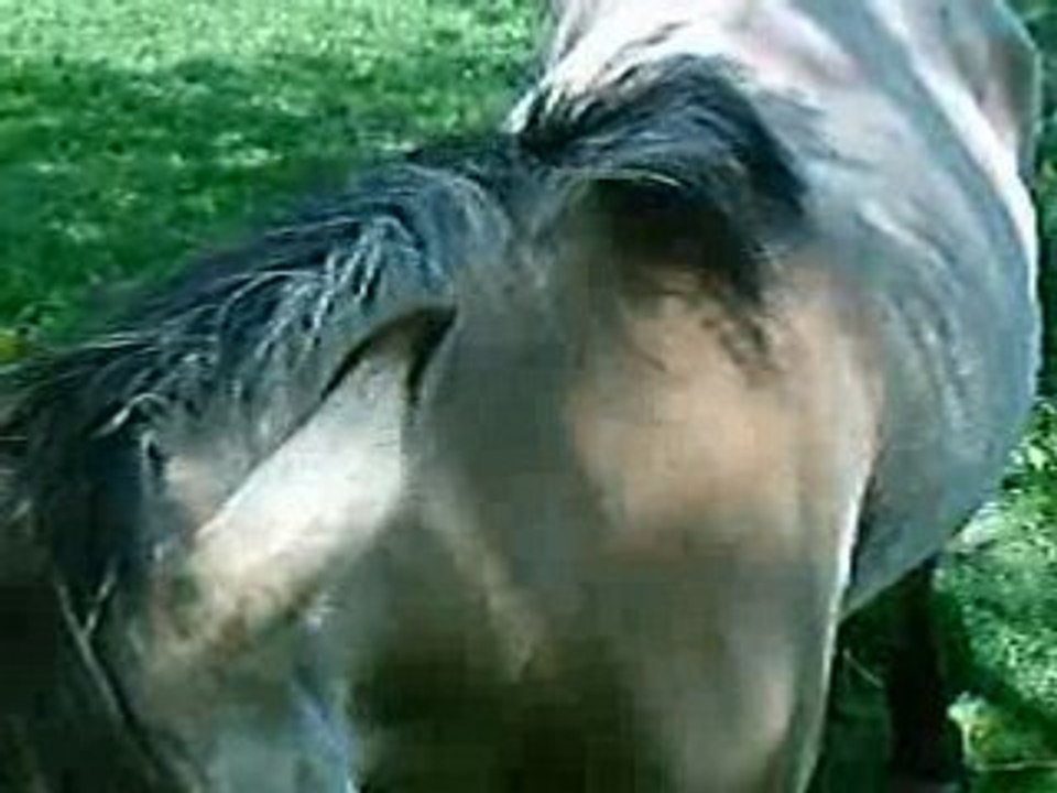 VOILA C UN CHEVAL KI VIEN SQUATER AVEC NOUS