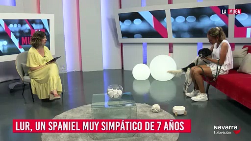 Adopta a Lur, un spaniel muy simpático que busca a su familia en la Protectora de Mutilva