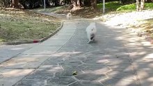 Funny Dogs Compilation 😂