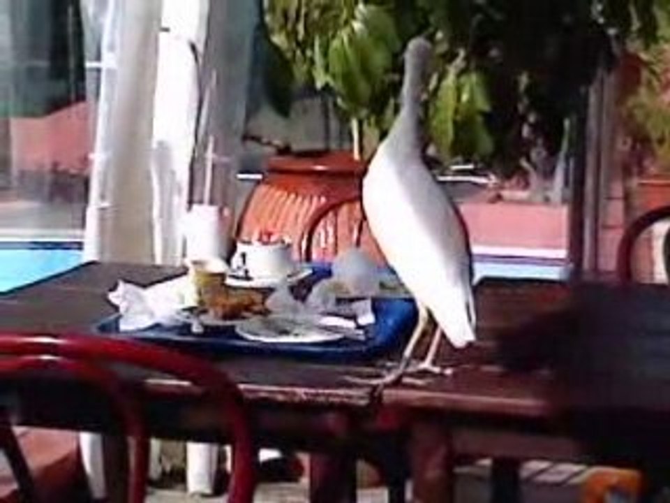 Petit déjeuner Pierre et vacances guadeloupe