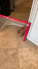 Puppy's Attempts to Pass Through Mini Hockey Net Finally Succeeds
