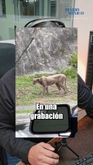 Puma es captado persiguiendo a un gato en calles de Monterrey