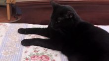 Black Cat Lovers🐈‍⬛🖤🖤🖤🖤🖤