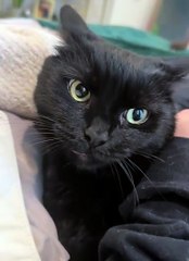 The dramaaaaaa of getting a new kitten omg #catsoftiktok #kitten