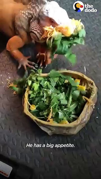 Clingiest Iguana Follows His Dad Everywhere — Even to the Fridge! 😂🧡 | The Dodo Vibes