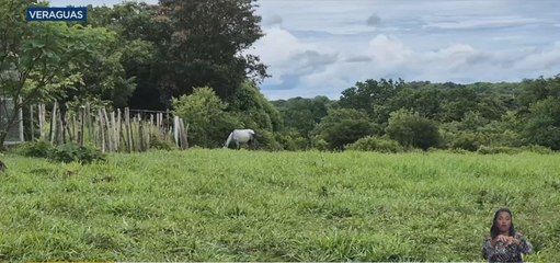 Cerco sanitario por caso de encefalitis equina en una finca en Veraguas