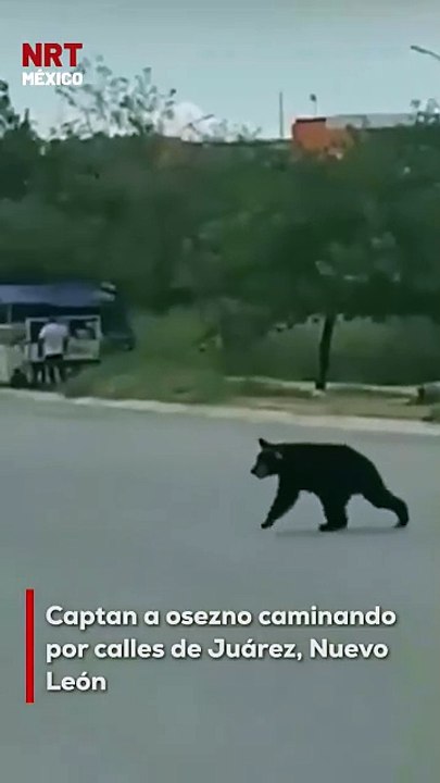 Un pequeño oso fue captado caminando por calles del municipio de Juárez, Nuevo León. El avistamiento fue grabado por vecinos, quienes alertaron a las autoridades para evitar incidentes.