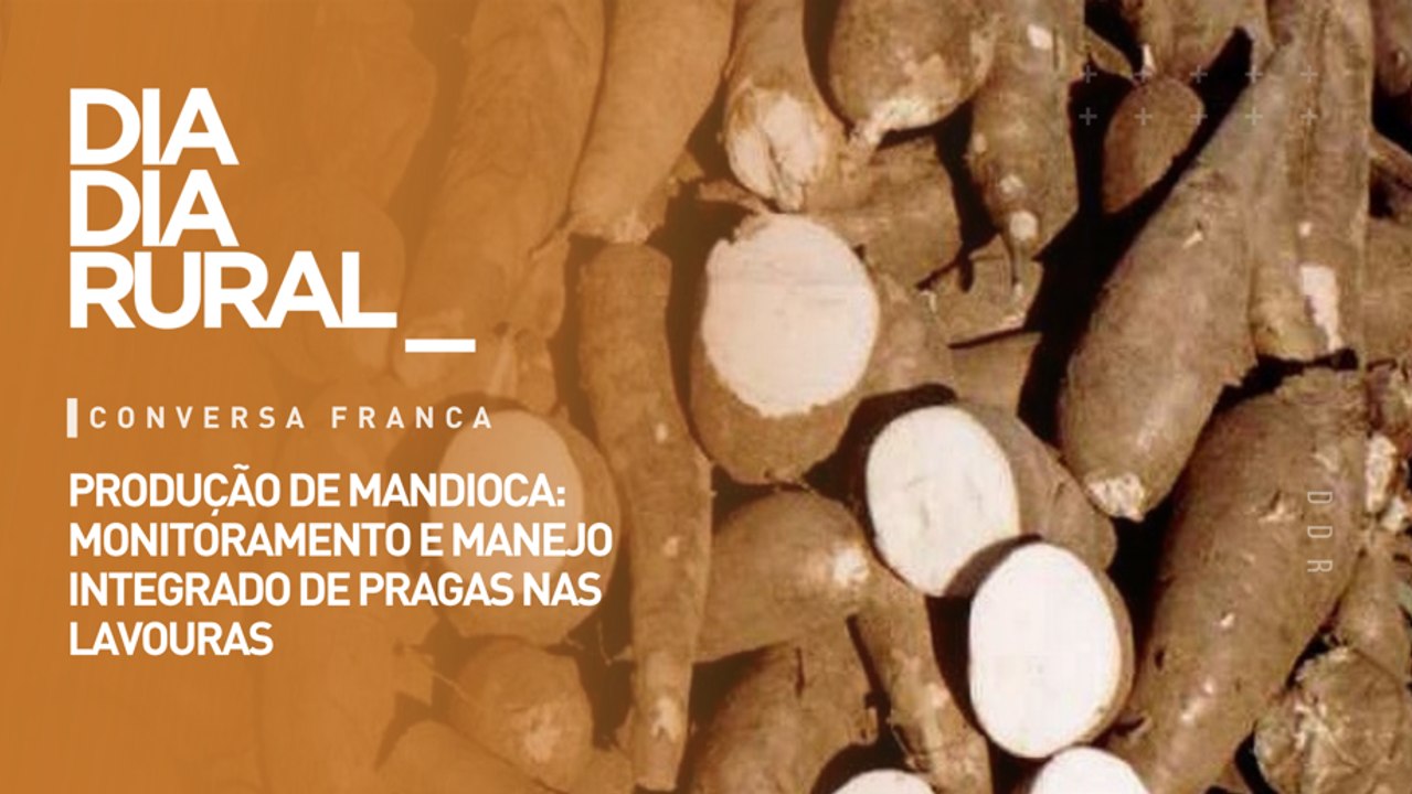 Produção de mandioca: monitoramento e manejo integrado de pragas nas lavouras