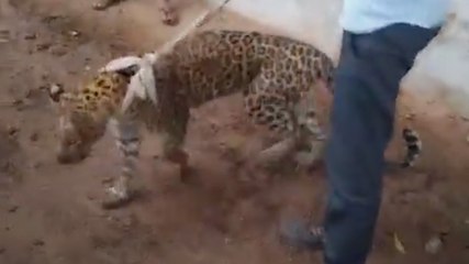 बीमार तेंदुए के गले में पट्टा डालकर घुमाया