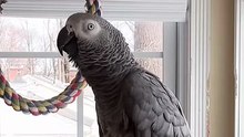 Burping Parrot Farts Too?! 😂