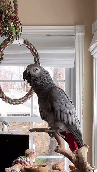 Burping Parrot Farts Too?! 😂