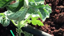 Grafted watermelon seedling (Aşılı karpuz fidesi)