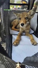 Entregan a ‘’Coyotín’’ a fundación “Invictus” 🦊