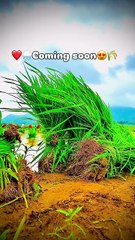 Barsaat Ke Din Aaye #song #reel #love #video #trending #viral #girl